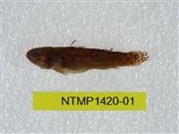 藏品(泰加拉鯔鰕虎魚)的圖片